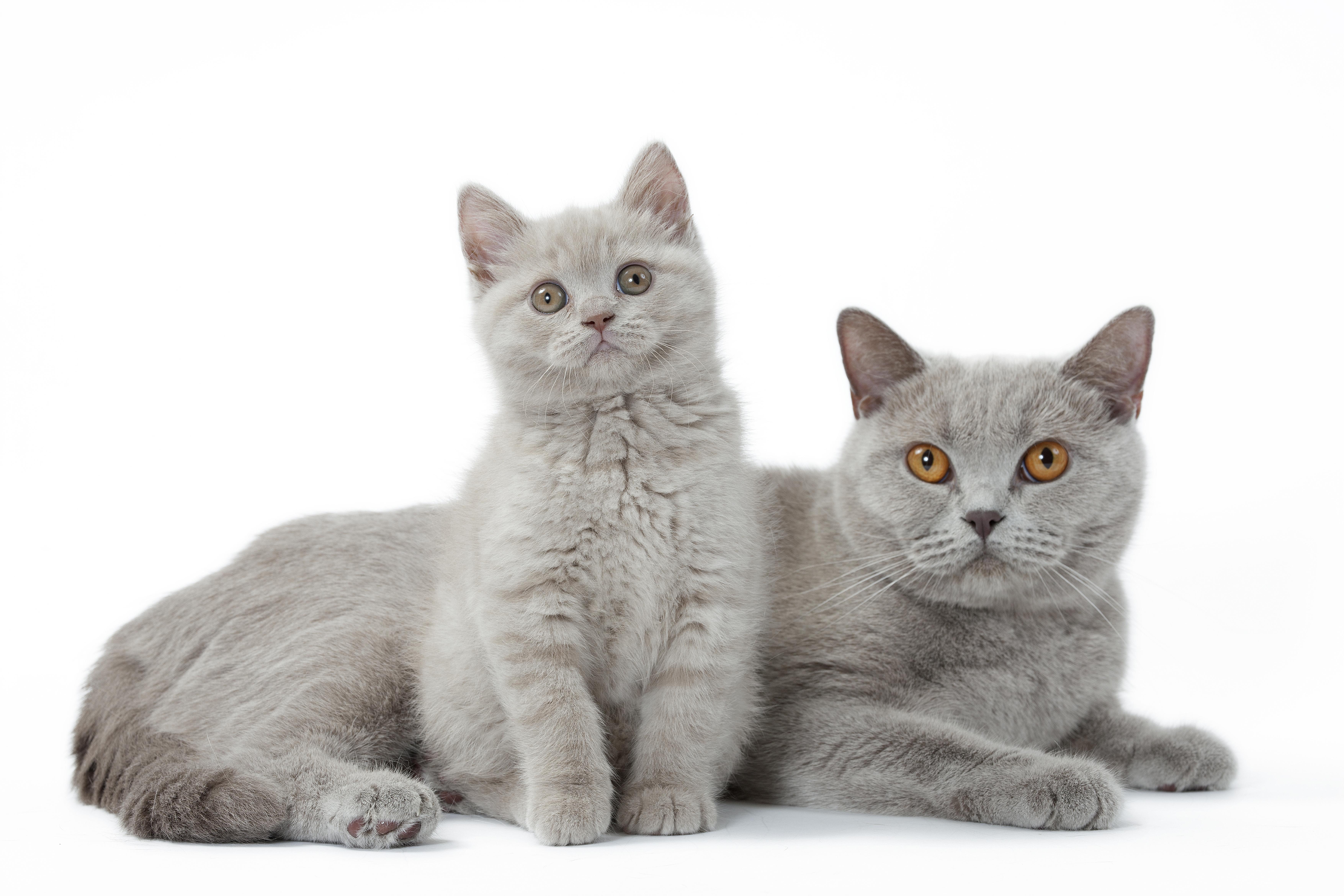 แมวบริติช ชอร์ตแฮร์