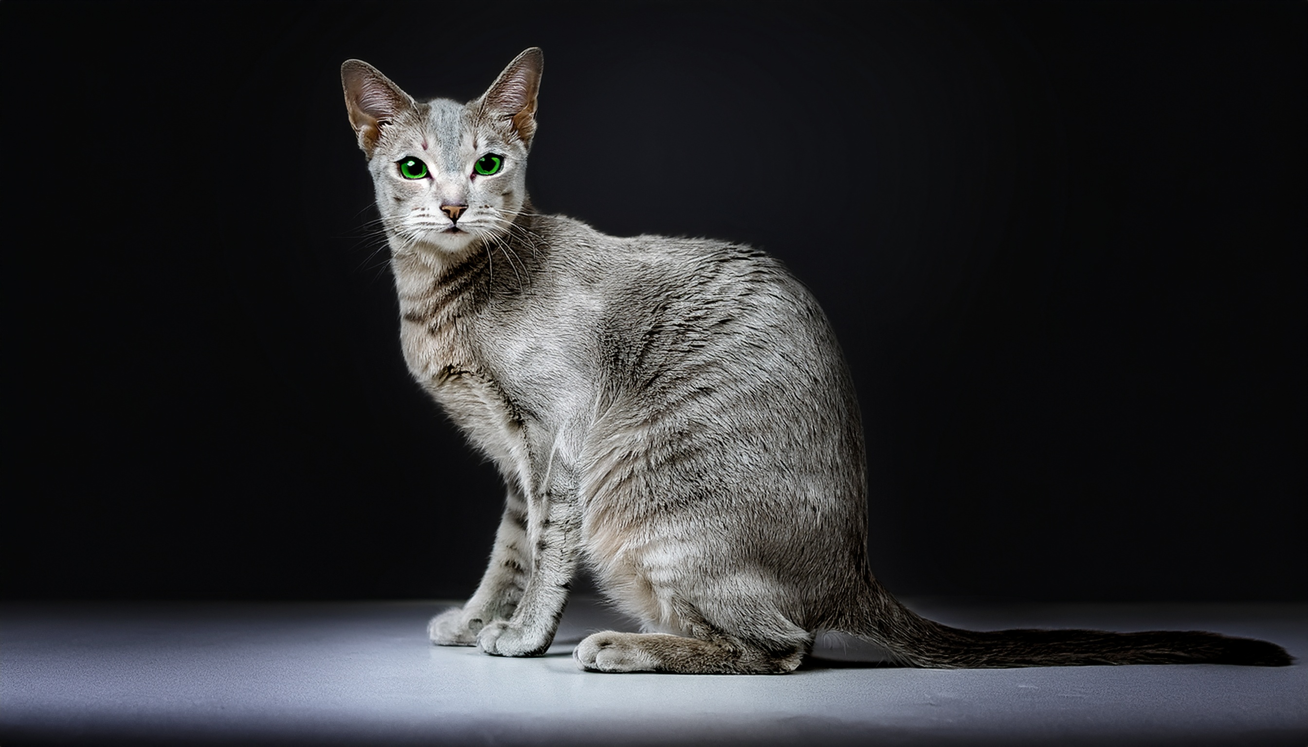 แมวโคราช หรือแมวสีสวาด