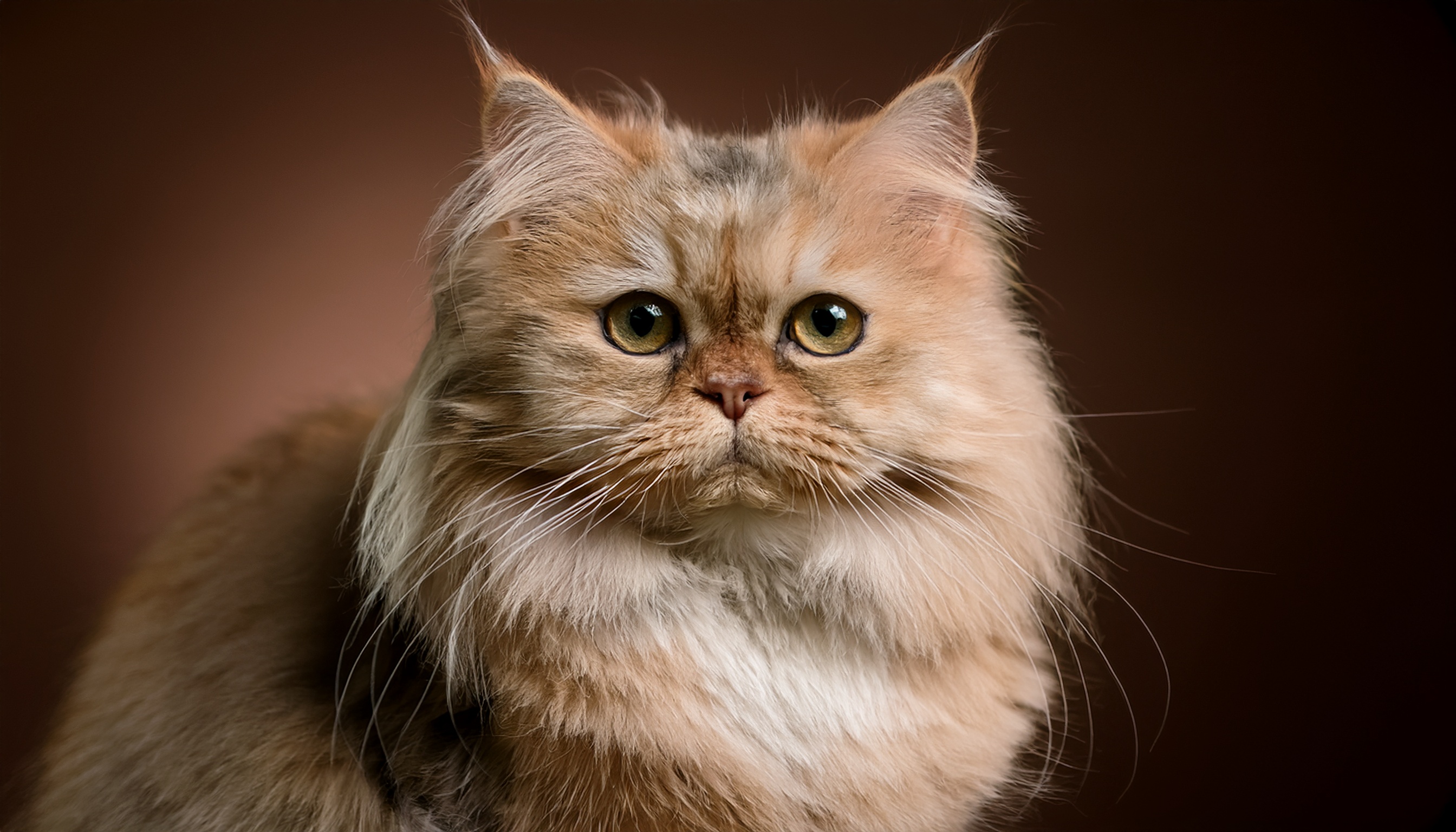 แมวเปอร์เซีย