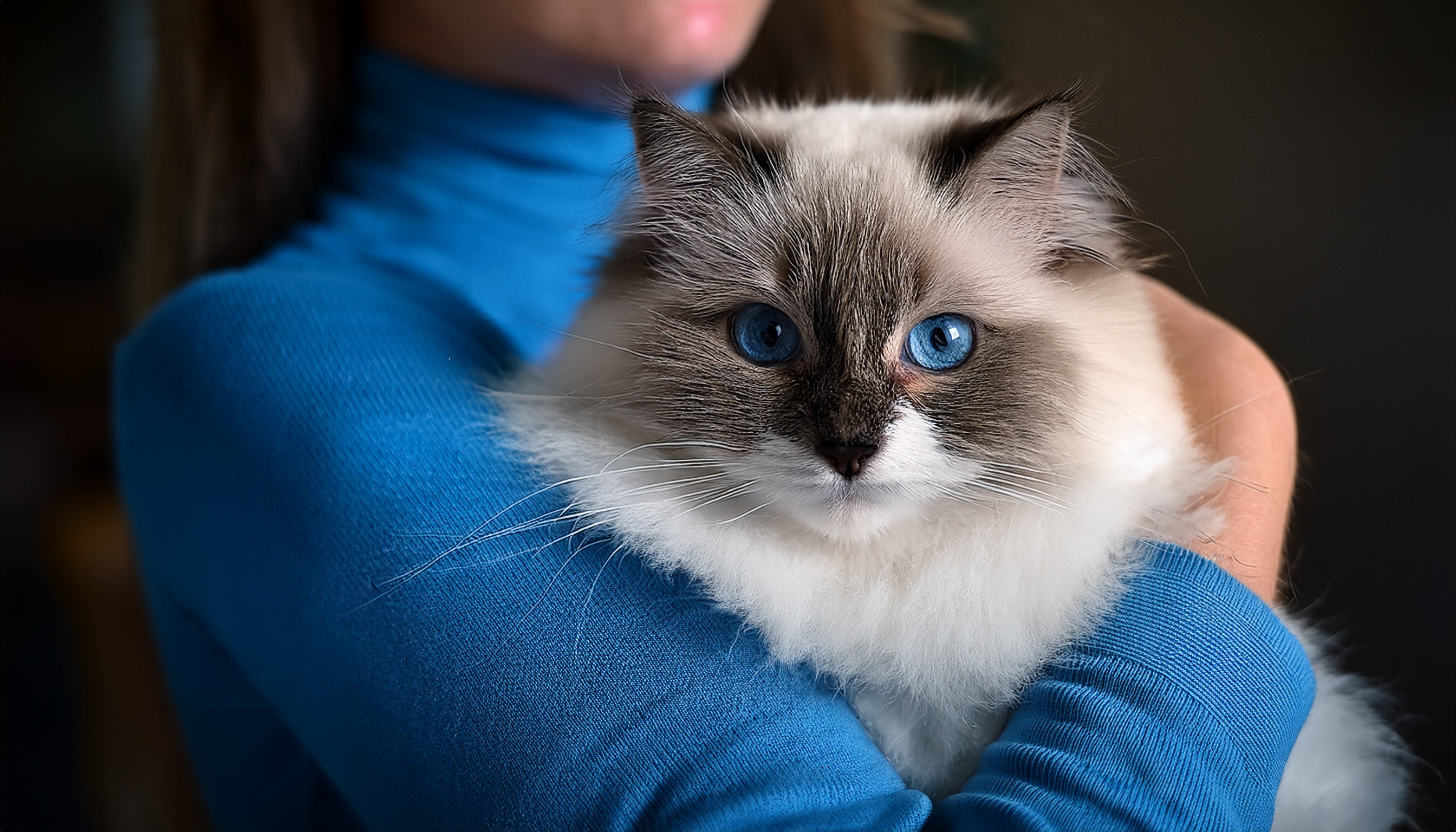 แมวแร็กดอล