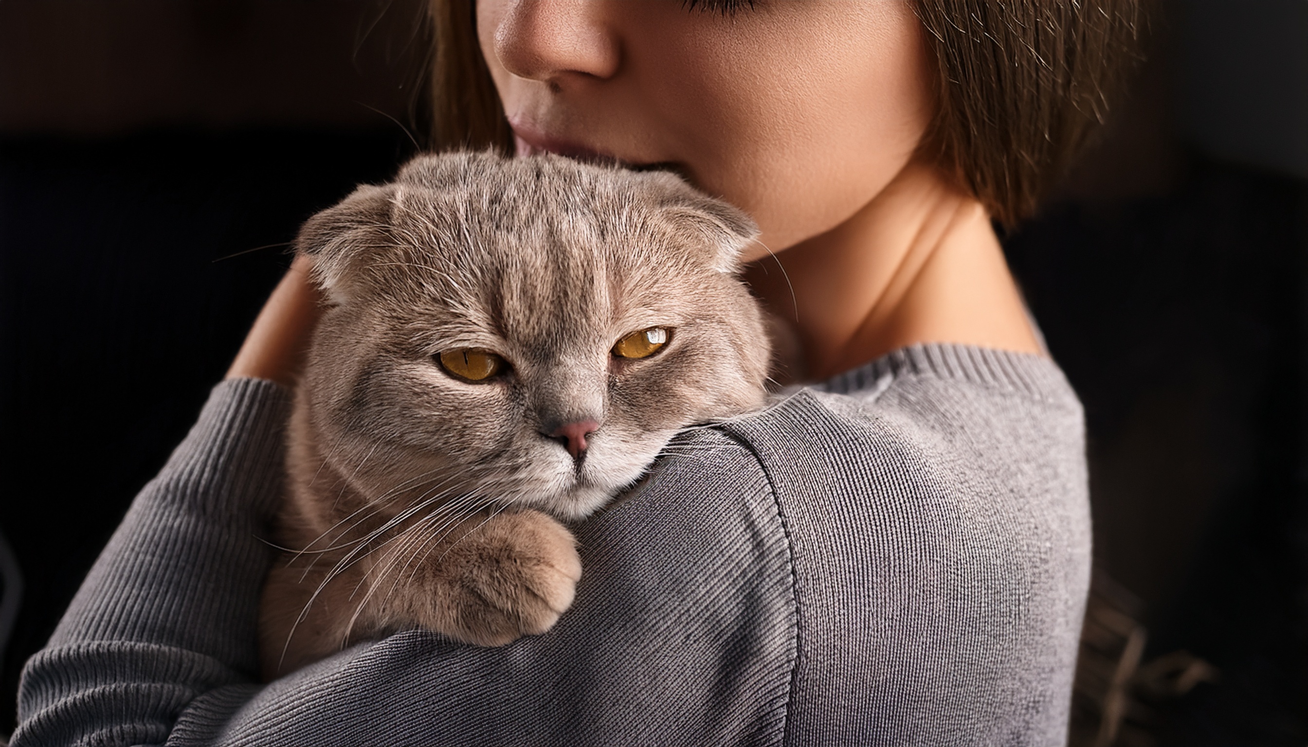 แมวสก็อตติช โฟลด์