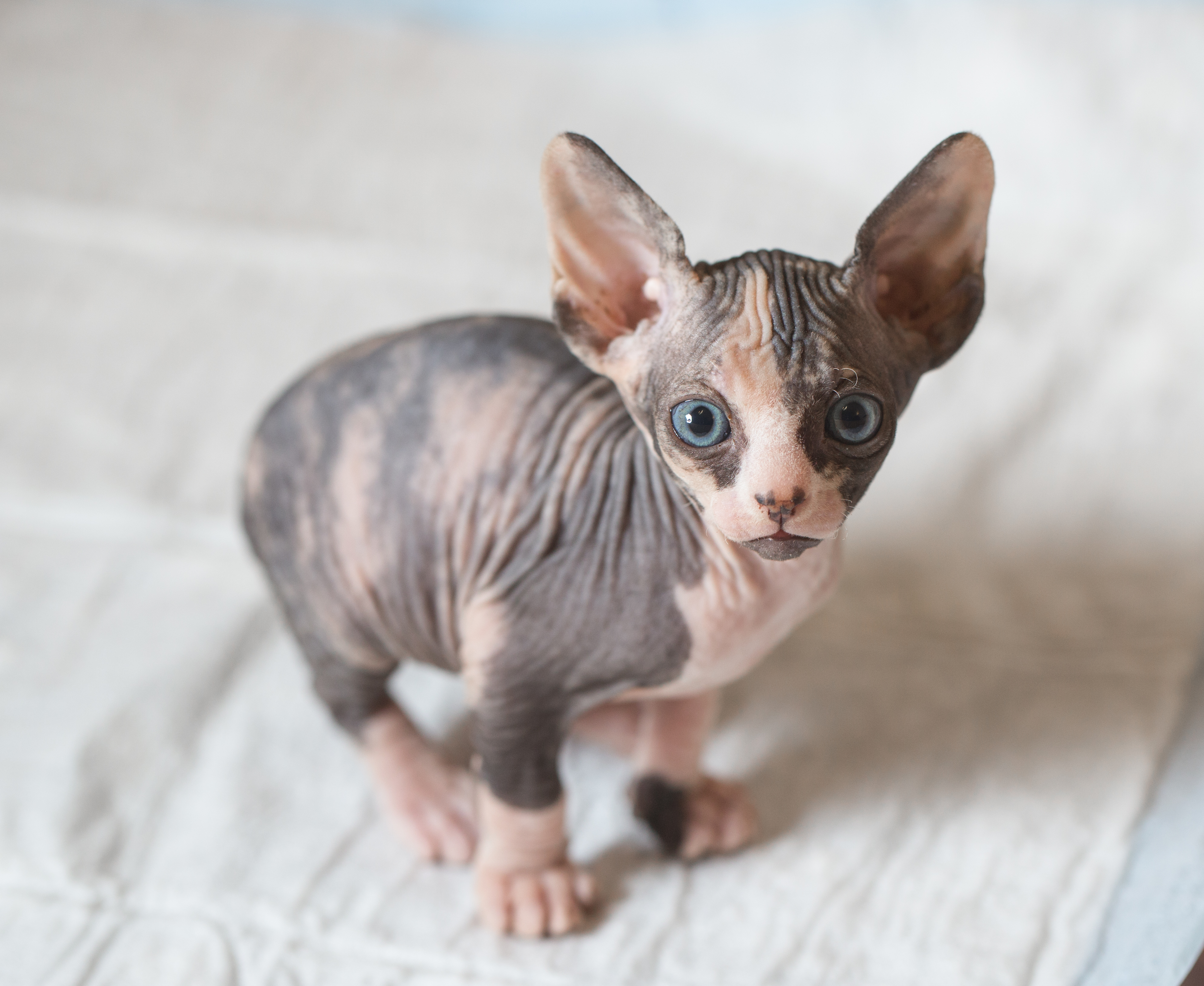 แมวสฟิงซ์